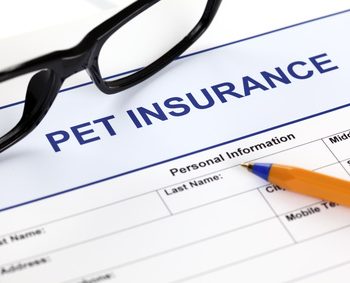 Pet insurance form with glasses and ballpoint pen.