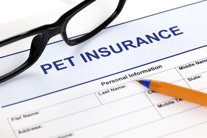 Pet insurance form with glasses and ballpoint pen.