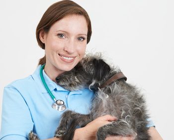 Studio Portrait Of Female Veterinary Surgeon Holding Lurcher Dog