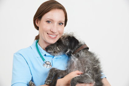 Studio Portrait Of Female Veterinary Surgeon Holding Lurcher Dog